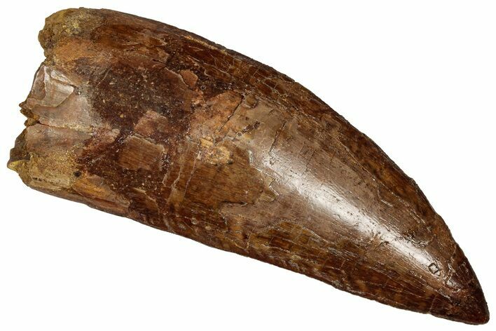 Serrated Carcharodontosaurus Tooth - Giant Dinosaur Tooth #359350